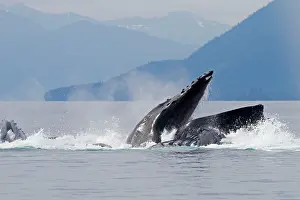 Lunge: Humpback Whales - group lunge / bubblenet feeding