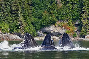 Lunge: Humpback Whales - group lunge / bubblenet feeding