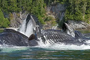 Lunge: Humpback Whales - group lunge / bubblenet feeding