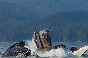 Lunge: Humpback Whales - group lunge / bubblenet feeding