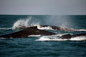 Novaengliae: Humpback Whales on heat run showing dorsal fin