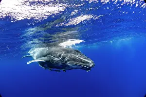 Tonga: HUMPBACK WHALES HUMPBACK WHALE, Megaptera novaeangliae