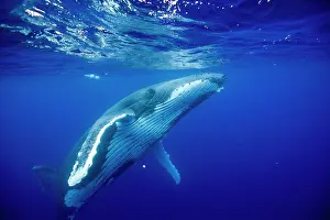Tonga: HUMPBACK WHALES HUMPBACK WHALE, Megaptera novaeangliae