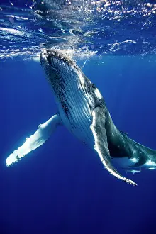 Tonga: HUMPBACK WHALES HUMPBACK WHALE, Megaptera novaeangliae