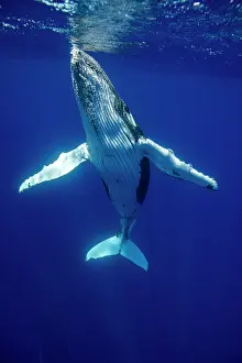 Tonga: HUMPBACK WHALES HUMPBACK WHALE, Megaptera novaeangliae