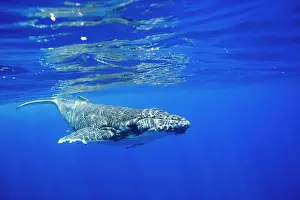 Tonga: HUMPBACK WHALES HUMPBACK WHALE, Megaptera novaeangliae