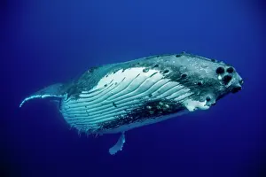 Tonga: HUMPBACK WHALES HUMPBACK WHALE, Megaptera novaeangliae