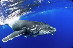 Humpback: HUMPBACK WHALES HUMPBACK WHALE, Megaptera novaeangliae