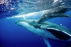Humpback: HUMPBACK WHALES HUMPBACK WHALE, Megaptera novaeangliae