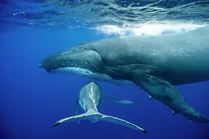Humpback: HUMPBACK WHALES HUMPBACK WHALE, Megaptera novaeangliae