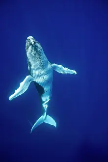 Humpback: HUMPBACK WHALES HUMPBACK WHALE, Megaptera novaeangliae