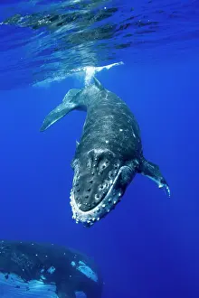 Humpback: HUMPBACK WHALES HUMPBACK WHALE, Megaptera novaeangliae