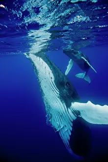 Humpback: HUMPBACK WHALES HUMPBACK WHALE, Megaptera novaeangliae