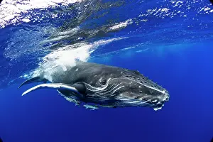 Humpback: HUMPBACK WHALES HUMPBACK WHALE, Megaptera novaeangliae