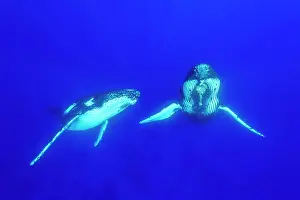 Balaenopteridae: Humpback whales (Megaptear novaeangliae), Kingdom