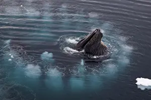 Pole: Humpback whales (Megaptera novaeangliae) bubble net feeding