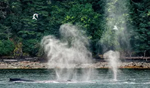 Flaps: Humpback whales (Megaptera novaeangliae) are let