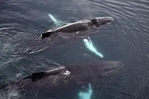 Pole: Humpback whales (Megaptera novaeangliae) surfacing at Wilhel