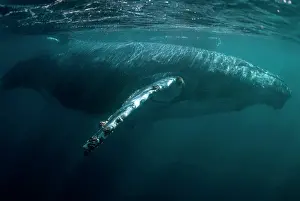 Novaengliae: Humpback Whales pair swimming near the surface