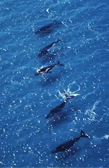 Lines: Humpback Whales - Southward migration