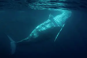 Novaengliae: Humpback Whales swimming near the surface