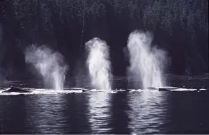 Francois Gohier: HUMPBACK WHALES - x three, blowing