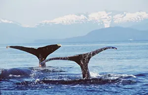 Fluke: HUMPBACK WHALES - x two, tails