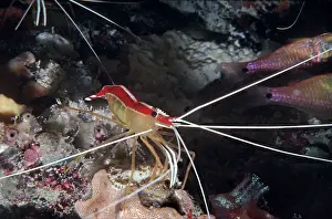 Amboinensis: Humpback / White-striped Cleaner Shrimp - lives