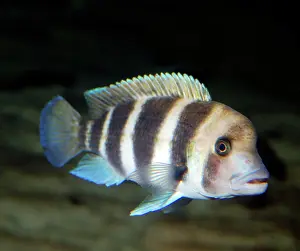 Cichlids: Humphead Cichlid - endemic to Lake Tanganyika