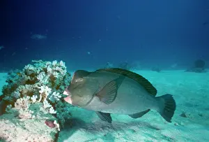 Muricatum: Humphead Parrotfish - Also known as: bumphead parrotfish
