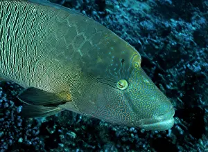 Wrasses: Humphead wrasse (Cheilinus undulatus) portrait