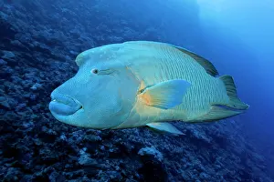 Undulatus: Humphead Wrasse (Cheilinus undulatus) Red Sea, Daedalus