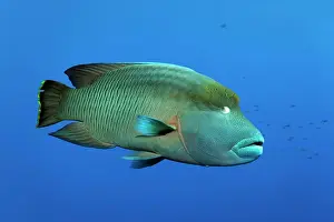Patterned: Humphead wrasse (Cheilinus undulatus) swimming in