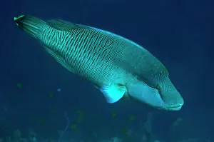 Manado: Humphead Wrasse - Immature