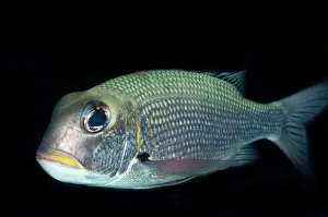 Bigeye: Humpnose Bigeye Bream
