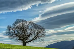 Lonesome: Hundred-year-old chestnut tree and lenticular clouds