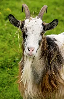 Billy: Hungarian Billy goat, covered with grass