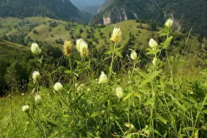 Clovers: Hungarian Clover - in mountain pasture