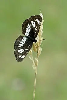 Glider: Hungarian glider - Upperside, resting on seed head