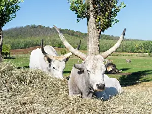 Tough: Hungarian Grey Cattle or Hungarian Steppe