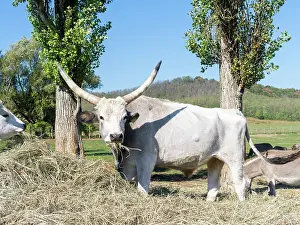 Tough: Hungarian Grey Cattle or Hungarian Steppe