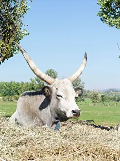 Tough: Hungarian Grey Cattle or Hungarian Steppe
