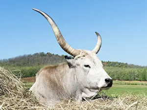Tough: Hungarian Grey Cattle or Hungarian Steppe