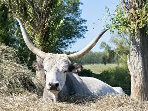 Tough: Hungarian Grey Cattle or Hungarian Steppe