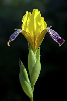 Special: Hungarian Iris (Iris variegata) flower