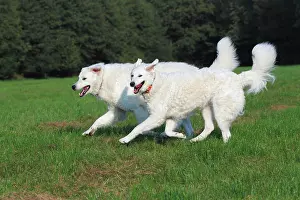 Bitches: Hungarian Kuvasz dogs (Canis lupus familiaris) pair