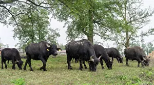 Bubalus: Hungarian or Pannonian Water Buffalo (Bubalus