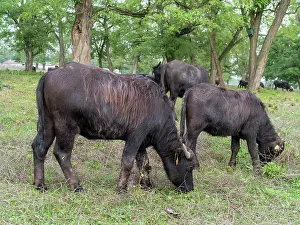 Bubalus: Hungarian or Pannonian Water Buffalo (Bubalus
