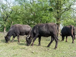 Bubalus: Hungarian or Pannonian Water Buffalo (Bubalus
