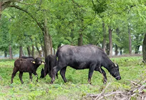 Bubalus: Hungarian or Pannonian Water Buffalo (Bubalus
